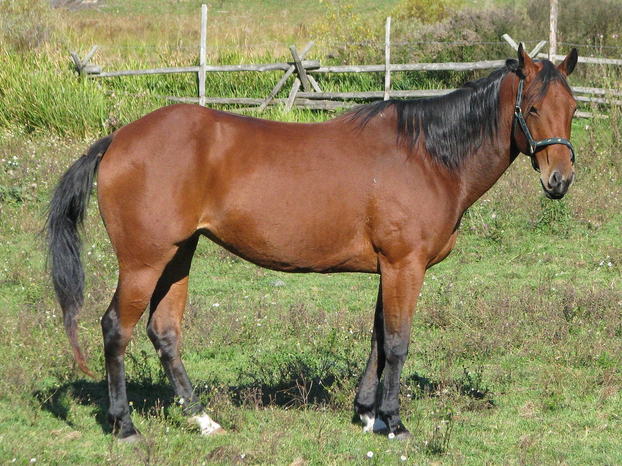 クオーターホース american quarter horse