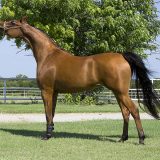 アラブ馬(Arabian Horse)　-　もっとも古い血筋【馬の品種】