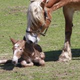 馬の繁殖期 – 牡馬は人間と同じく年中ウェルカム