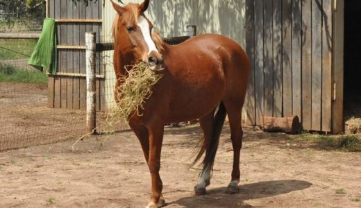 『ふるさと納税』でできる引退馬支援・馬産地支援